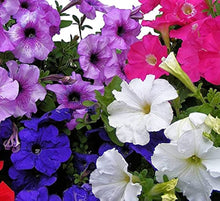 Heirloom Hanging Petunia Mixed Black Rare Variety Garden Plant Seeds for a colorful addition to any planting