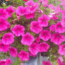 Floribunda Rose Seeds (Rosa hybrida) for seasonal color across the home garden flower border