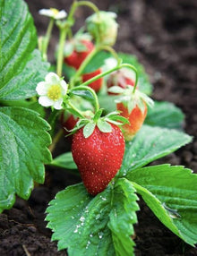 Balcony Edible Berry Plant Seeds for growers wanting a homegrown harvest