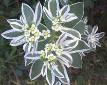 Snow on the Mountain Seeds (Euphorbia marginata) for colorful blooms in the ornamental garden and white variegated foliage
