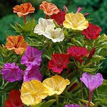 Four o'clock flower Mirabilis jalapa mixed seeds for planting in home garden beds or balcony planters