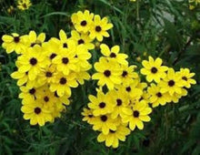 Coreopsis Golden Wave Tickseed Seeds for gardeners building out beds and borders