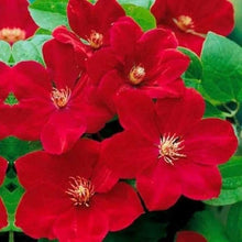 Clematis flower Clematis spp. bright red seeds for planting in vertical gardens or climbing trellises