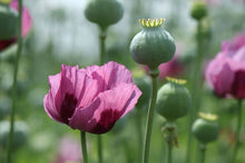 Poppy blooming flower seeds for garden
