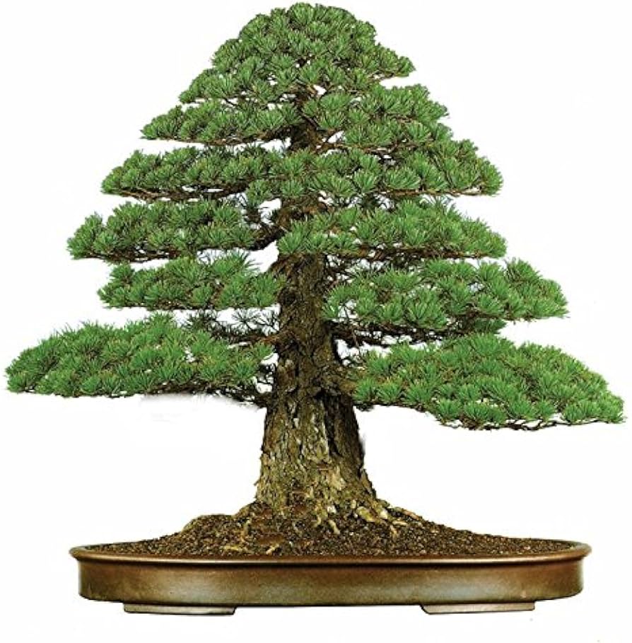 Japanese Cedar ��������� Cryptomeria japonica ��������� for bonsai planting