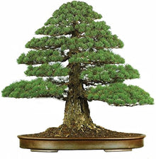 Japanese Cedar ��������� Cryptomeria japonica ��������� for bonsai planting