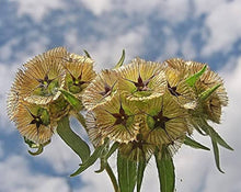 Drumstick Scabiosa Starry Seeds for reliable seasonal color