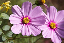 Sensation Mix Cosmos Seeds (Cosmos bipinnatus) for growers filling out the Flower Cottage Garden