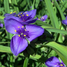 Ohio Spiderwort Seeds known for unique Spiderwort Blooms