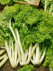 Heirloom Swiss Chard Lucullus Seeds prized for heat-Tolerant, Heavy-Yielding Greens