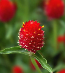 Gomphrena Higro Rose Seeds grown for vibrant Drought-Tolerant Flowers