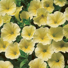 Light Yellow Petunia Seeds for growers establishing the Easy Fall Seeding, Little Garden Bonsai