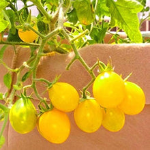 Heirloom Tomato Seeds (Solanum lycopersicum) for growers stocking the Vegetable Balcony Garden