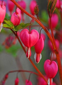 Bleeding Heart Seeds (Spectabilis shade) for a bright addition to the Lamprocapnos garden flower bed