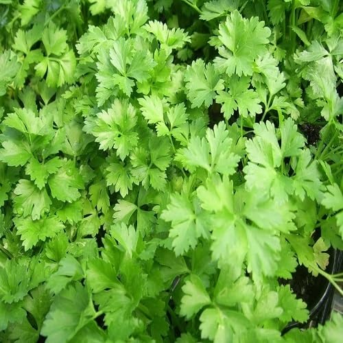 Organic Coriander Plants for cooks growing their own fresh herbs