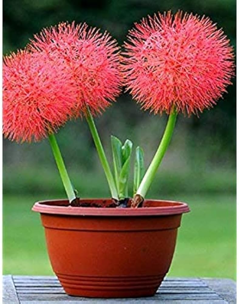 Red Hot Poker Kniphofia uvaria flower seeds for planting in backyard gardening spaces - for planting in home garden
