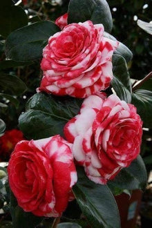 Camellia Seeds for growers filling out the White Garden