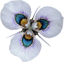 Blue Moraea iridioides flower seeds for planting in garden