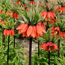 Crown Imperial Seeds (Fritillaria imperialis) for a lasting display in the Flower Bed & Garden