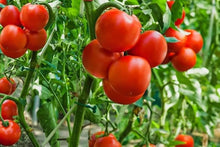 Kyotango Organic Tomato Seeds for a reliable harvest in the Home Garden & Vegetables