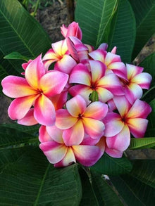 Plumeria Seeds (Plumeria spp.) for a bright addition to the Tropical Garden