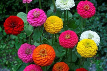 California Giant Zinnia (Zinnia Elegans Seeds valued for giant Colorful Blooms