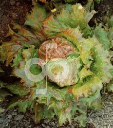 Batavia Salad Blonde de Paris - Lettuce Seeds for growers stocking a kitchen garden