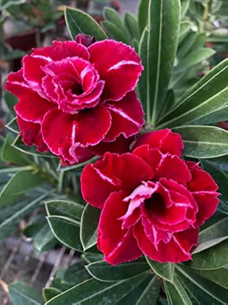 Red Desert Rose ��������� Adenium obesum ��������� for planting in home garden
