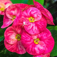 Pink Euphorbia flower seeds