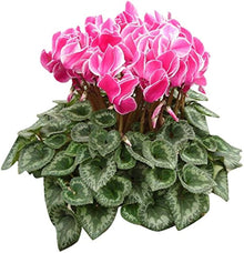 Cyclamen Cyclamen Persicum Seeds for a bright addition to the Decorative Gardens