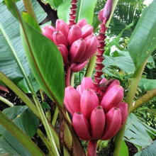 Musa velutina edible banana tree plant seeds