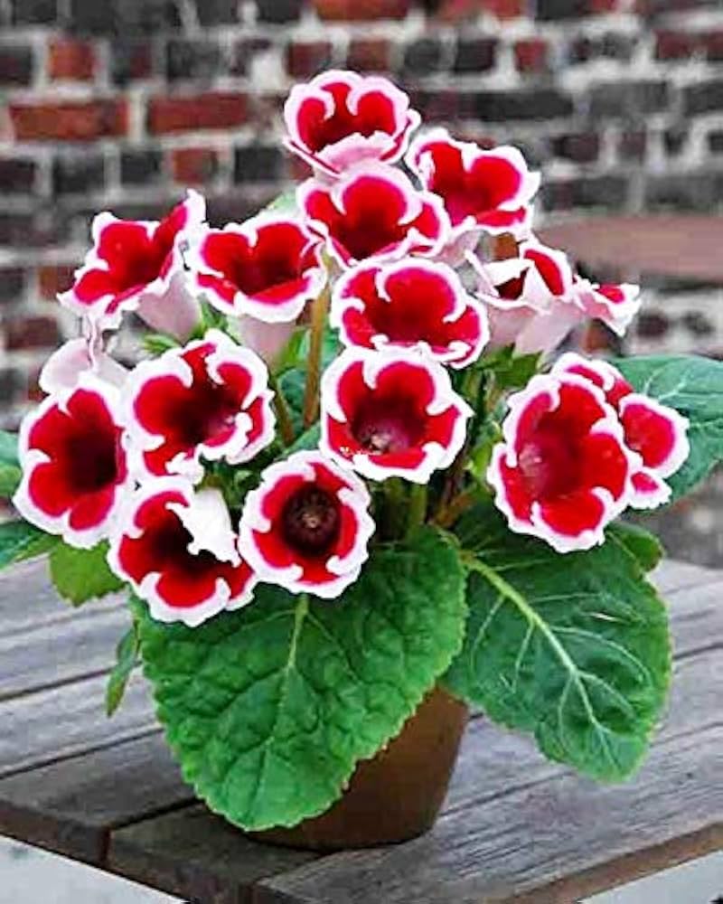 Gloxinia Avanti Scarlet Flower seeds â€“ vibrant houseplant blossoms