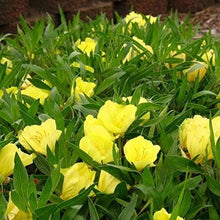 Evening Primrose Oenothera Lamarckiana Seeds for colorful blooms in the Flower Bed
