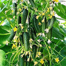 Parisian Pickle Cucumber Seeds for growers stocking the Small, Crunchy Garden Cucumbers