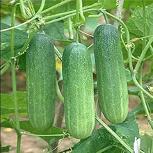 Cucumber Seeds for a productive addition to the vegetable patch