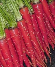 Red Carrot Seeds known for nutritious DIY Cooking Projects