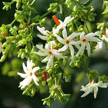 Harsingar Seeds (Nyctanthes arbor-tristis) for a bright addition to the Home Garden