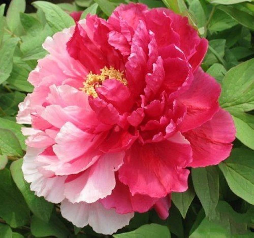 Light Grey Peony (Paeonia spp.) for bonsai and indoor flower garden
