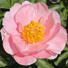 Salmon Mask Alonsoa Seeds for reliable seasonal color