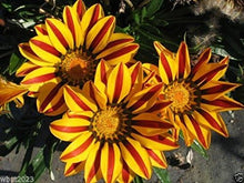 Gazania Gazania Rigens Flower Seeds for Planting – Bright, Drought-Tolerant Blooms for Sunny Garden Spots and Containers