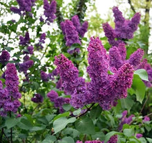 Japanese Lilac Seeds (Syringa reticulata) for growers establishing the backyard gardens