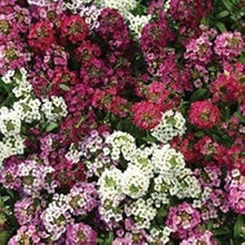 Alyssum Lobularia Maritima Easter Bonnet Peach Flower Seeds for Planting – Fragrant Ground Cover for Garden Edges