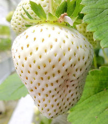 White Strawberry Seeds for sweet homegrown fruit in the Balcony Fruit Gardening & DIY Projects