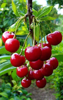 Colorful Cherry Seeds for sweet homegrown fruit in the Kids & Garden