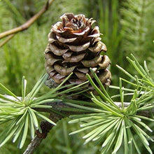 Larch Tree Seeds known for air Purification, Seeds