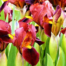 Iris Seeds (Iris germanica) for seasonal color across the Flower Bed