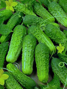 Gherkin Parisian Cucumber Seeds for home growers seeking a reliable harvest