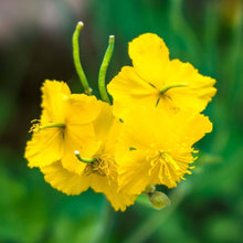 Johanniskraut Seeds for reliable seasonal color