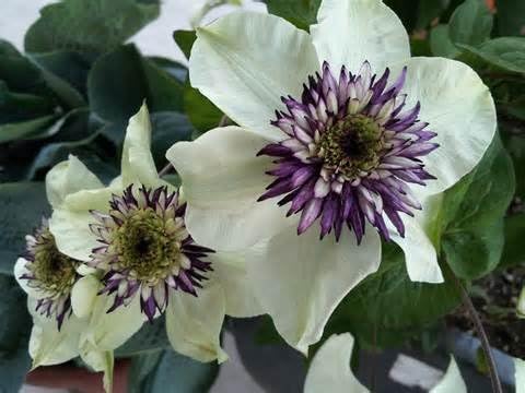 Clematis Hybrid Vine Flower - for planting in home garden