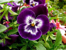 Annual Lord Beaconsfield Viola Witrockiana Flower Biennial Pansy Seeds for a colorful addition to any planting